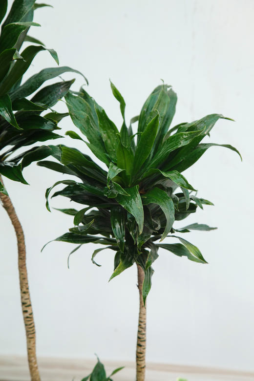 太阳神 商品图3