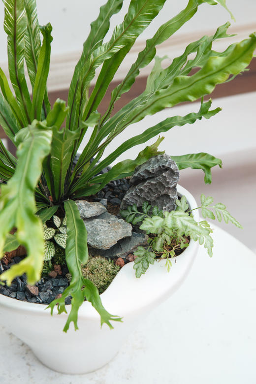 鸟巢蕨-白月光 商品图1