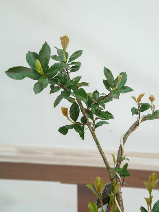 造型春花 商品图2