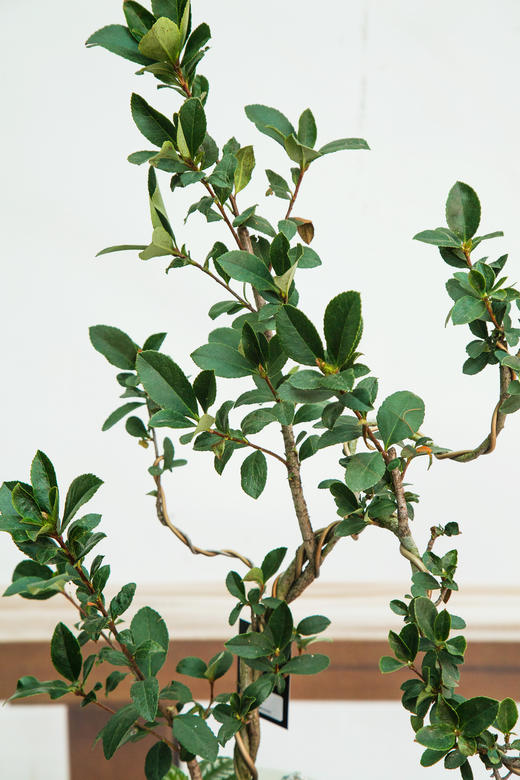 造型春花 商品图2