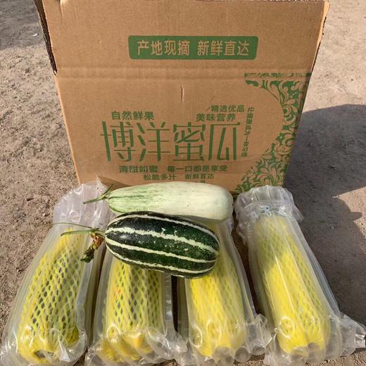 [最农公社]山东博洋羊角蜜瓜头茬博洋61号博洋9号 商品图7