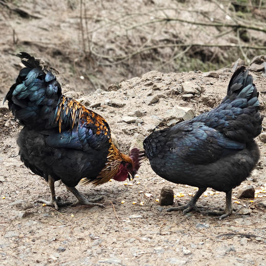 桂柳~乌鸡 商品图3