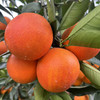 家乡血橙/玫瑰香橙，一件带箱10斤左右，中大果，普通地区顺丰包邮！ 商品缩略图2