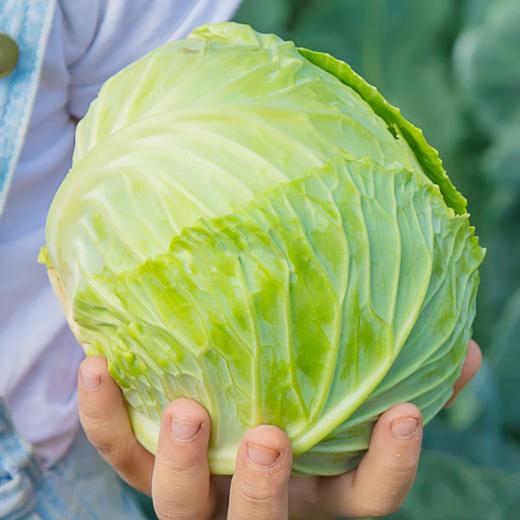 迈绿达优选【包菜】莲花菜  1个2.3斤左右 商品图1