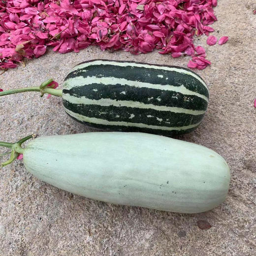 [最农公社]山东博洋羊角蜜瓜头茬博洋61号博洋9号 商品图5