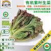 全国满额包邮 有机蔬菜 紫叶散叶生菜250g欧盟认证 彩虹雨 新鲜青菜蔬菜 商品缩略图0