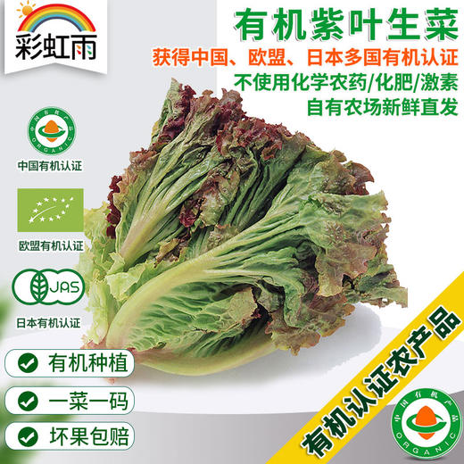 全国满额包邮 有机蔬菜 紫叶散叶生菜250g欧盟认证 彩虹雨 新鲜青菜蔬菜 商品图0
