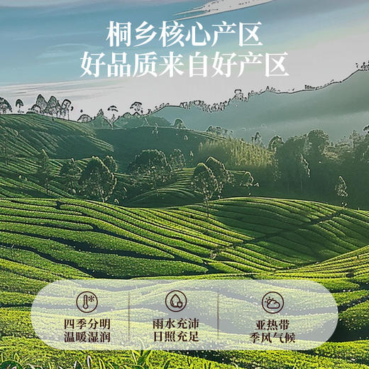 雷允上直营 | 优选菊花50g/罐 色泽金黄 清香四溢 严选桐乡胎菊 商品图1