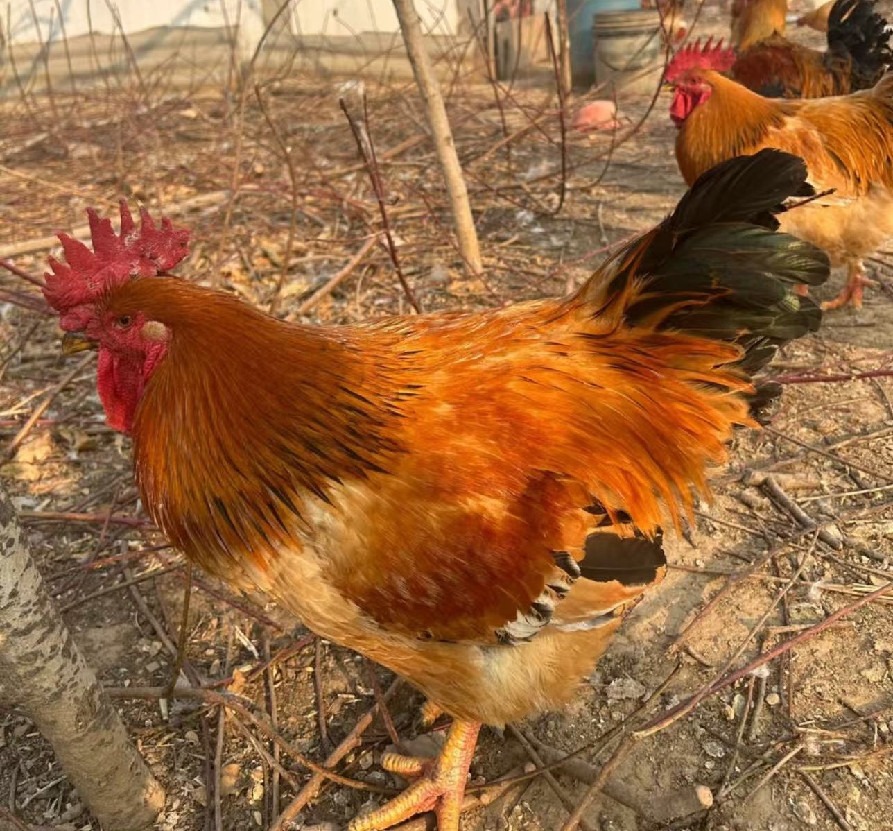 【正宗散养溜达有机食蔬喂养大公鸡】【当日杀当天发货】