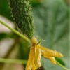 黄瓜花 | 现摘现发 新鲜直达 脆嫩鲜甜 自然馈赠的春日珍馐 现摘现发  幼嫩期 脆嫩多汁 带淡淡回甘 比普通黄瓜更鲜甜 商品缩略图1