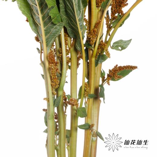 配花 | 千穗咖色 商品图3