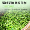 【2025头春头采】茶马世家2025头春头采云南毛峰早春绿茶250克 商品缩略图1
