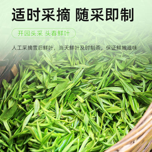 【2025头春头采】茶马世家2025头春头采云南毛峰早春绿茶250克 商品图1