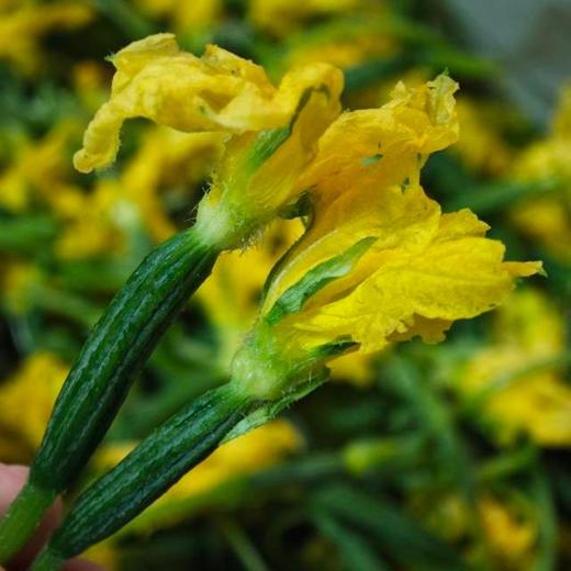 黄瓜花 | 现摘现发 新鲜直达 脆嫩鲜甜 自然馈赠的春日珍馐 现摘现发  幼嫩期 脆嫩多汁 带淡淡回甘 比普通黄瓜更鲜甜 商品图3