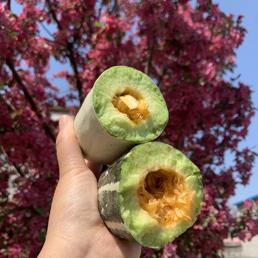 [最农公社]山东博洋羊角蜜瓜头茬博洋61号博洋9号 商品图2