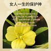 月见草油基础油 30ml/100m 商品缩略图2