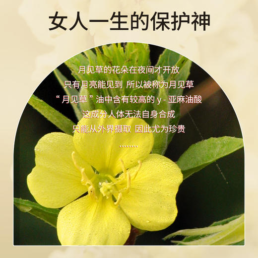 月见草油基础油 30ml/100m 商品图2