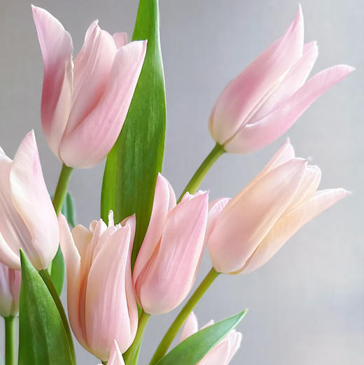 精选鲜切花香奈儿郁金香9支 商品图0