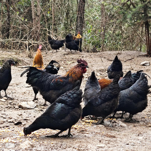 桂柳~乌鸡 商品图2