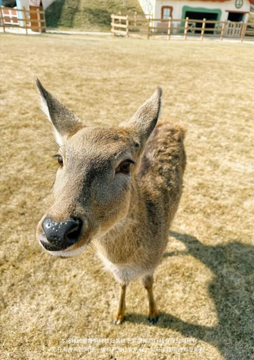 【高明】盈香心动乐园一日游 商品图2