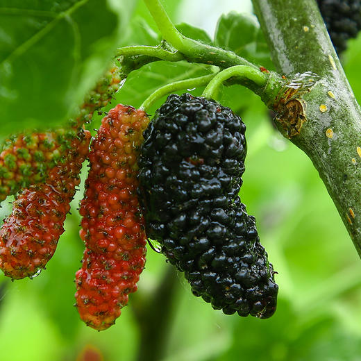 2025 桑葚/盒 商品图3