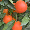 家乡血橙/玫瑰香橙，一件带箱10斤左右，中大果，普通地区顺丰包邮！ 商品缩略图7