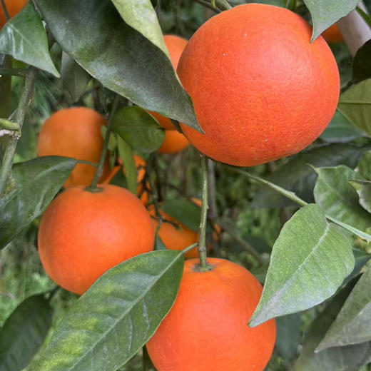 家乡血橙/玫瑰香橙，一件带箱10斤左右，中大果，普通地区顺丰包邮！ 商品图7