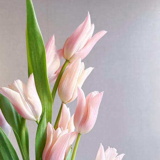 精选鲜切花香奈儿郁金香9支 商品图1