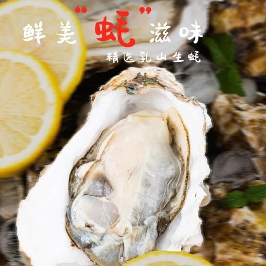【鲜活捕捞，山东威海乳山发货】5XL乳山生蚝   送开蚝器，调料包 商品图4