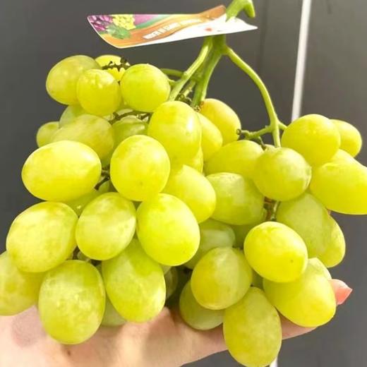 有糖果味的~智利进口棉花糖青提【XL规格】：无籽，形如羊脂美玉，皮薄肉脆，爽口多汁，甜度非常高。 商品图3