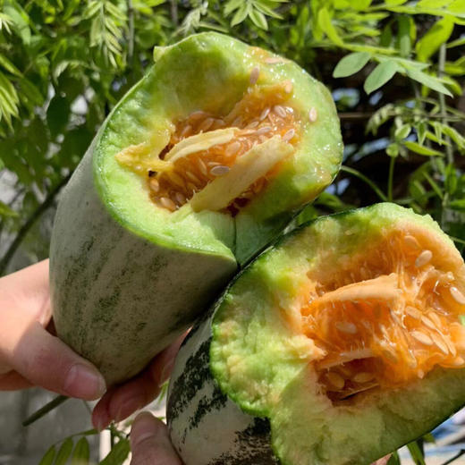 [最农公社]山东博洋羊角蜜瓜头茬博洋61号博洋9号 商品图1