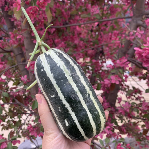 [最农公社]山东博洋羊角蜜瓜头茬博洋61号博洋9号 商品图4