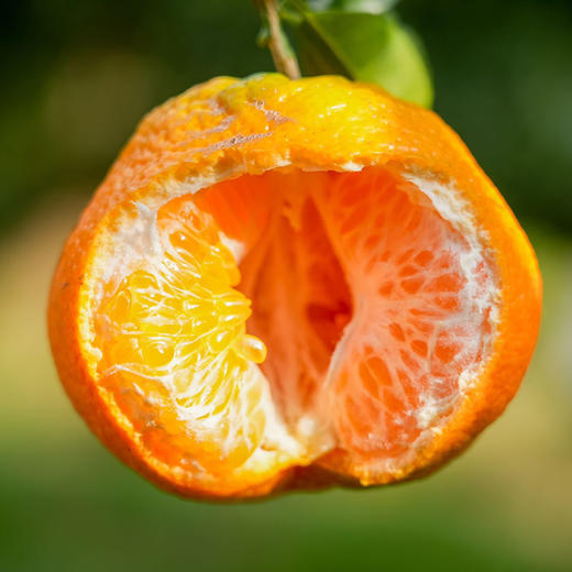 【水果】四川春见耙耙柑 5斤装 ZB 商品图0