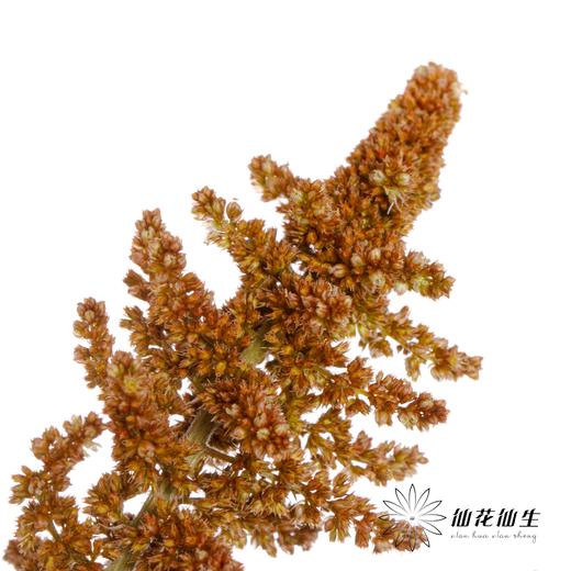 配花 | 千穗咖色 商品图4