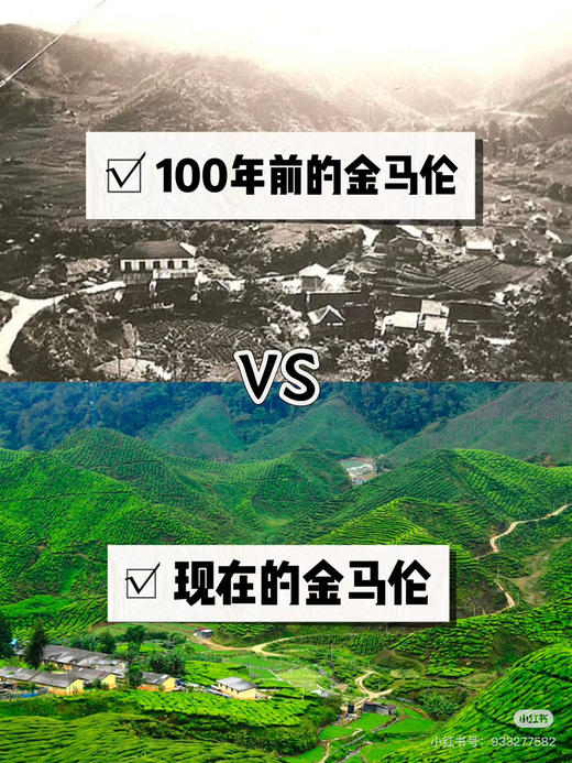 马来西亚BOH 红茶40包 商品图5