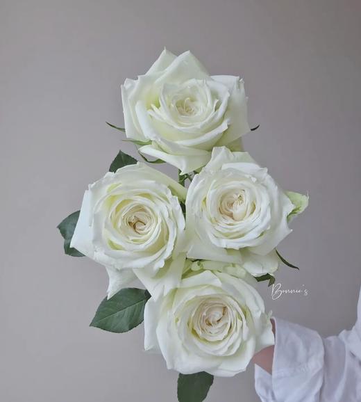 【AB级坦尼克玫瑰】18-20支/份  长约55-60cm 商品图3