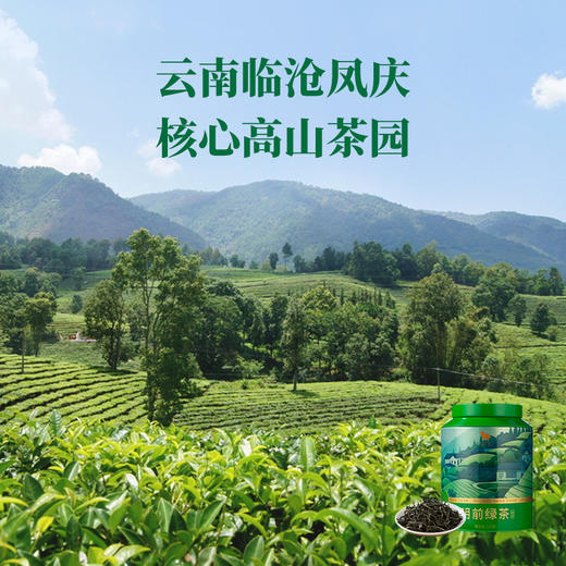 [2025年春茶]八马茶业 | 抱春系列·云南临沧凤庆明前绿茶大规格散装180g 商品图2