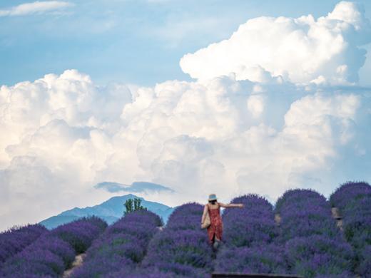 伊犁之夏 | 新疆草原花海 赛里木湖 越野车轻旅拍小团 6-9日 商品图8