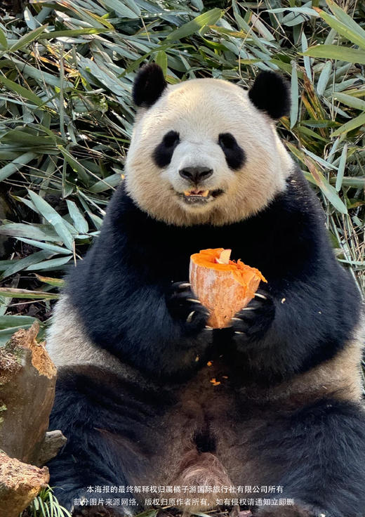 【邂逅双城】四川+重庆纯玩双飞双动6日游 商品图2