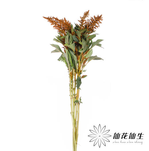 配花 | 千穗咖色 商品图1