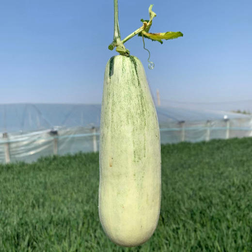 [最农公社]山东博洋羊角蜜瓜头茬博洋61号博洋9号 商品图3