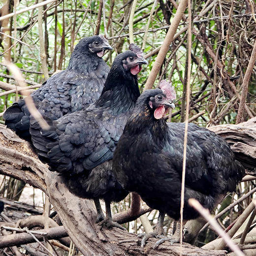 桂柳~乌鸡 商品图1