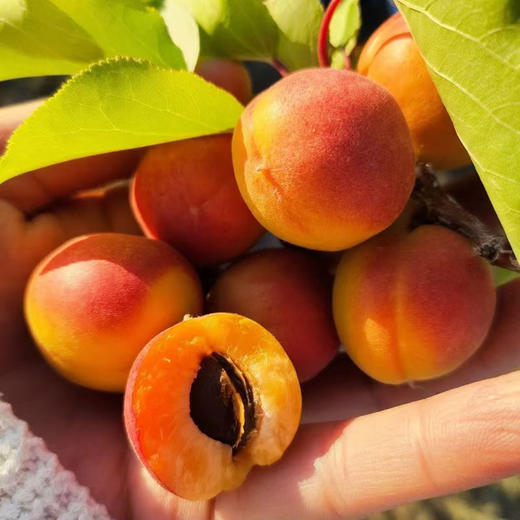 亩育万物新疆吊干杏 500g*2袋 精选大果 传统吊干工艺 自然风干 保留杏子原香与营养 商品图14