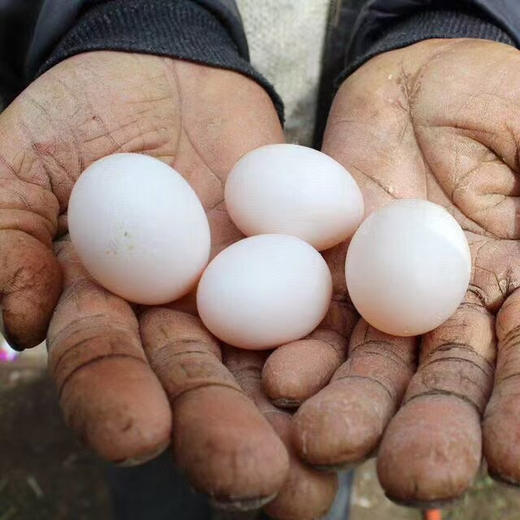 【顺丰包邮】散养鸽子蛋  30枚 商品图13