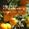 【枕草子】意大利【甜橙】 欧盟you机认证 甜橙 清新像刚切开的橙子 家居常备 老人婴童温和安全 意大利枕草子柑橘家族 商品缩略图3
