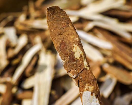 高原野生黄芪 商品图1