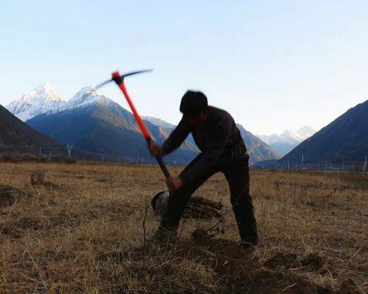 高原野生黄芪 商品图5