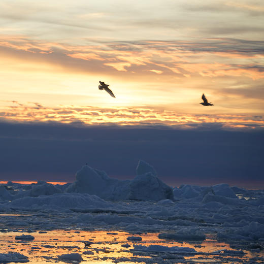 夏季格陵兰 | 追逐鲸影 午夜阳光与冰川交融的震撼色彩 8天7晚 商品图9