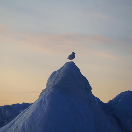 夏季格陵兰 | 追逐鲸影 午夜阳光与冰川交融的震撼色彩 8天7晚 商品图8