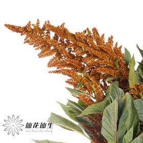 配花 | 千穗咖色